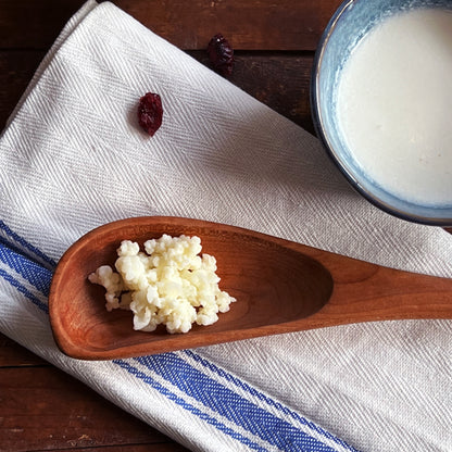 Milk Kefir Grains